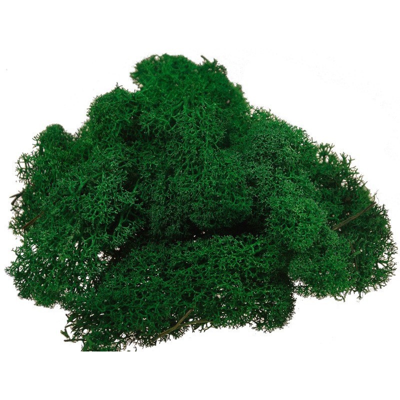 

Mech Chrobotek 100G Do Stroików Naturalny Zielony