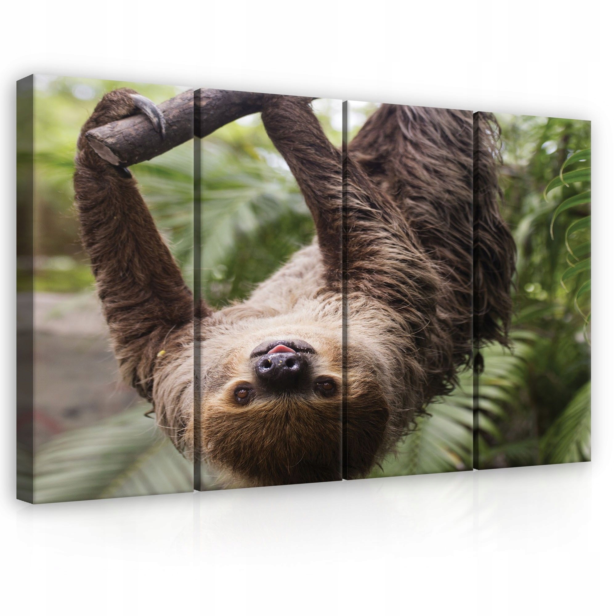 Obraz 120x80 Lenovec príroda trópy pokoj sladký smiešny divoký