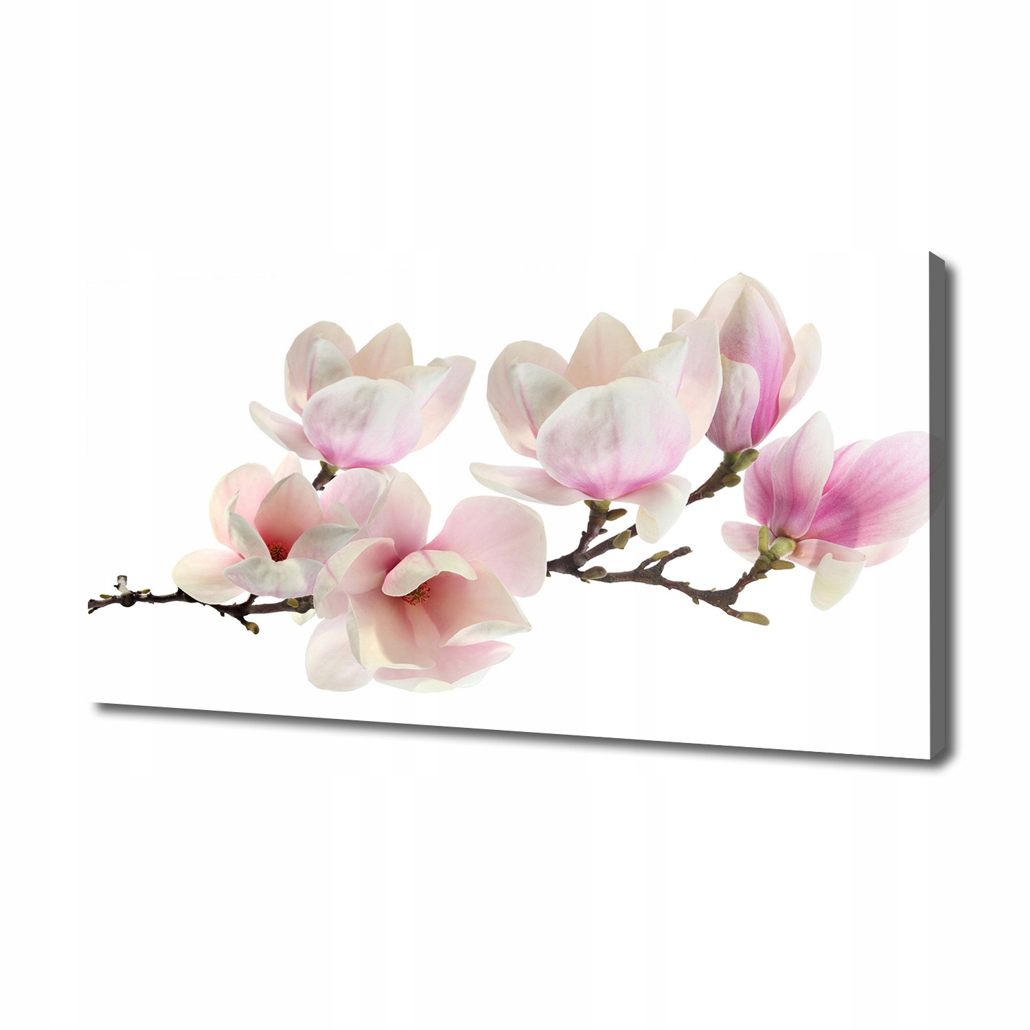

Foto obraz canvas na ścianę Magnolia 140x70 cm