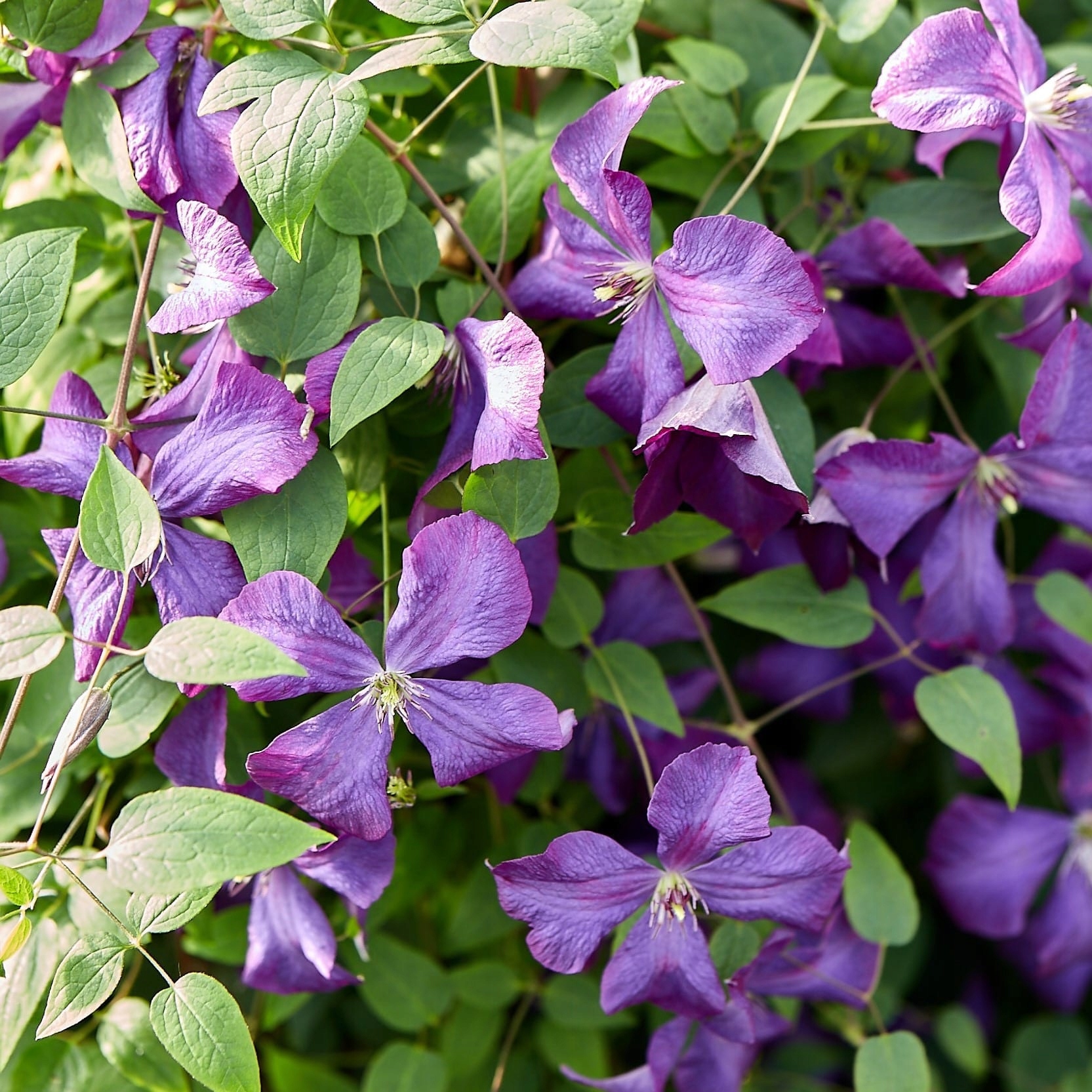 Powojnik Polish Spirit włoski clematis 2L