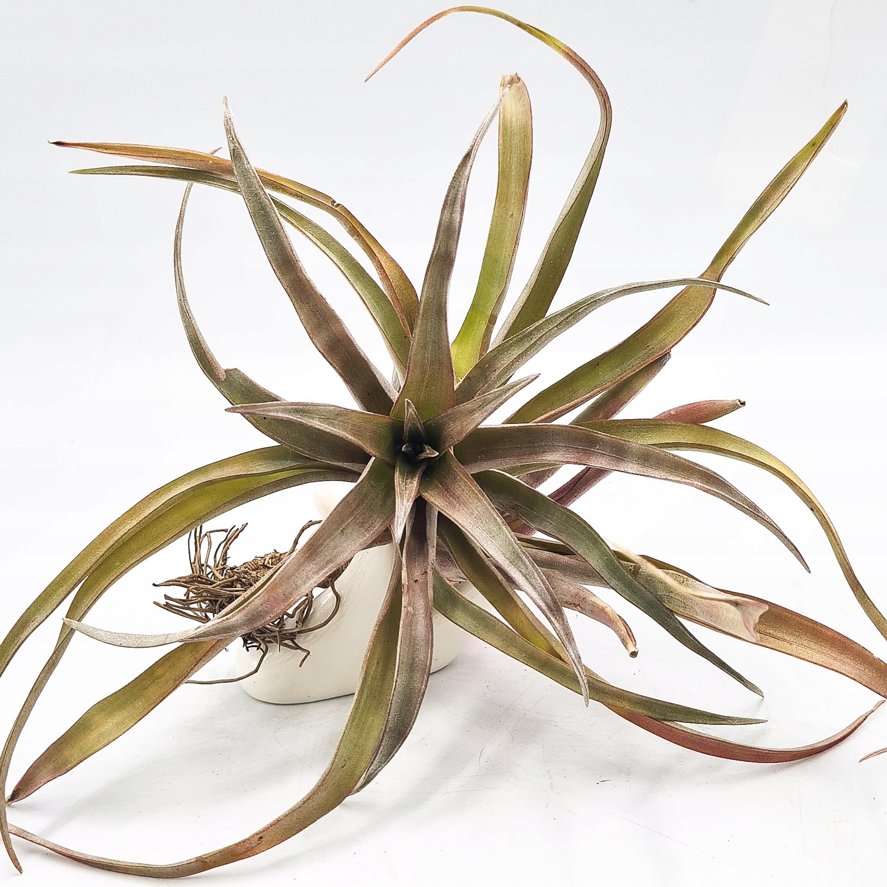 Tillandsia Capitata red star zamotávanie airplant