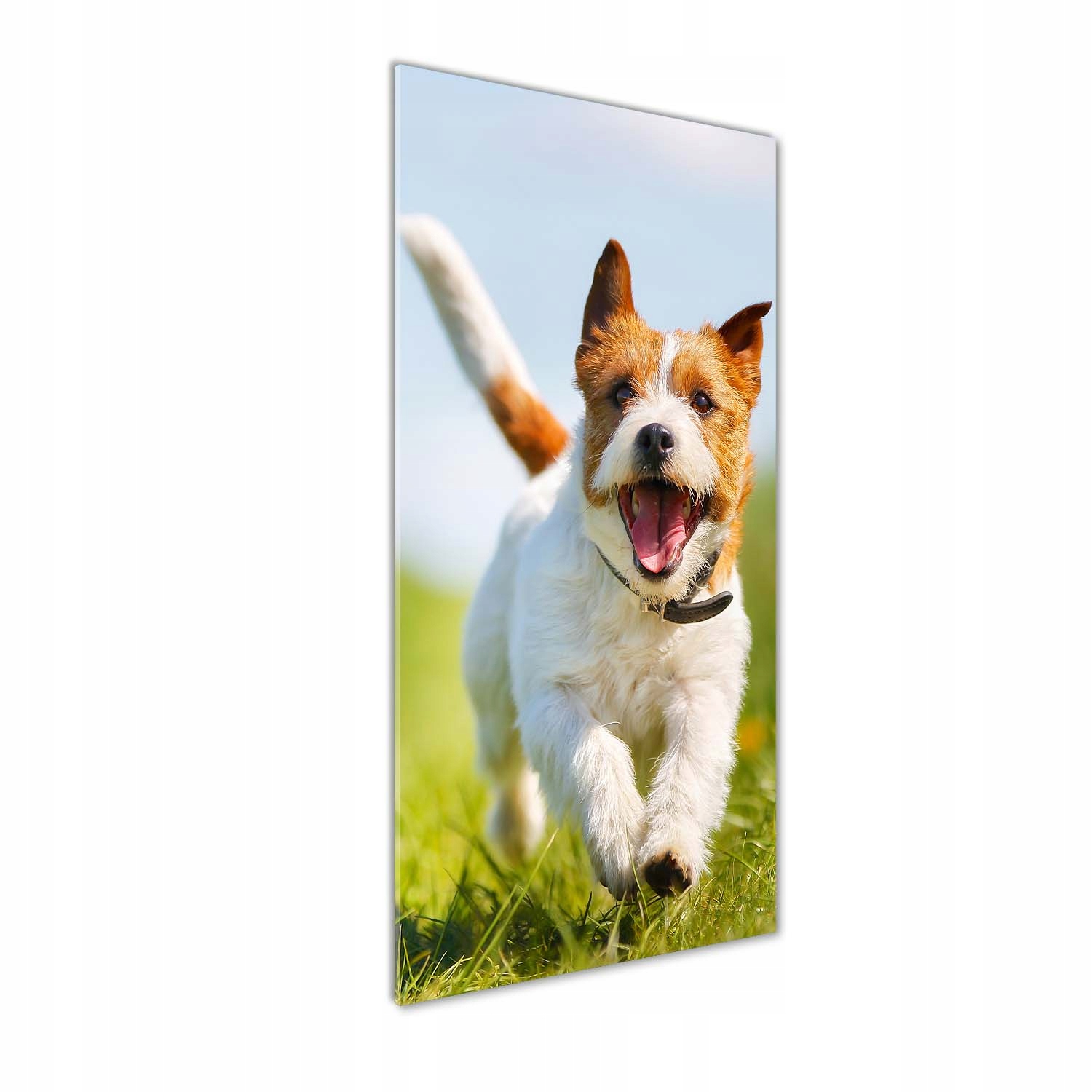 Fotoobraz na skle Pes Jack Russell 50x125 cm
