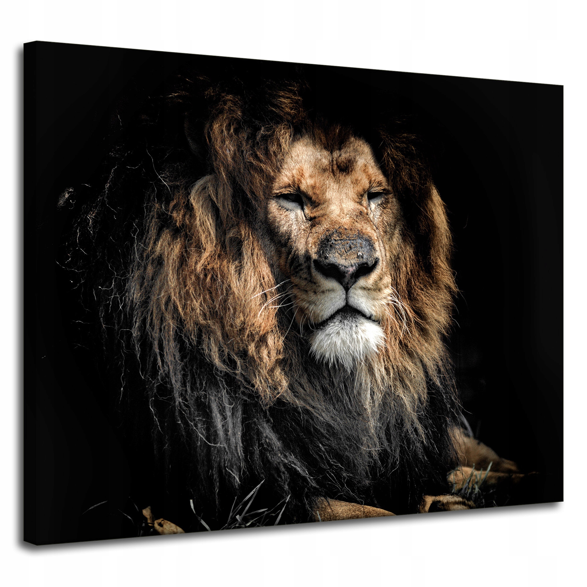 Obraz na plátně Dospělý lev Zvíře 100x80