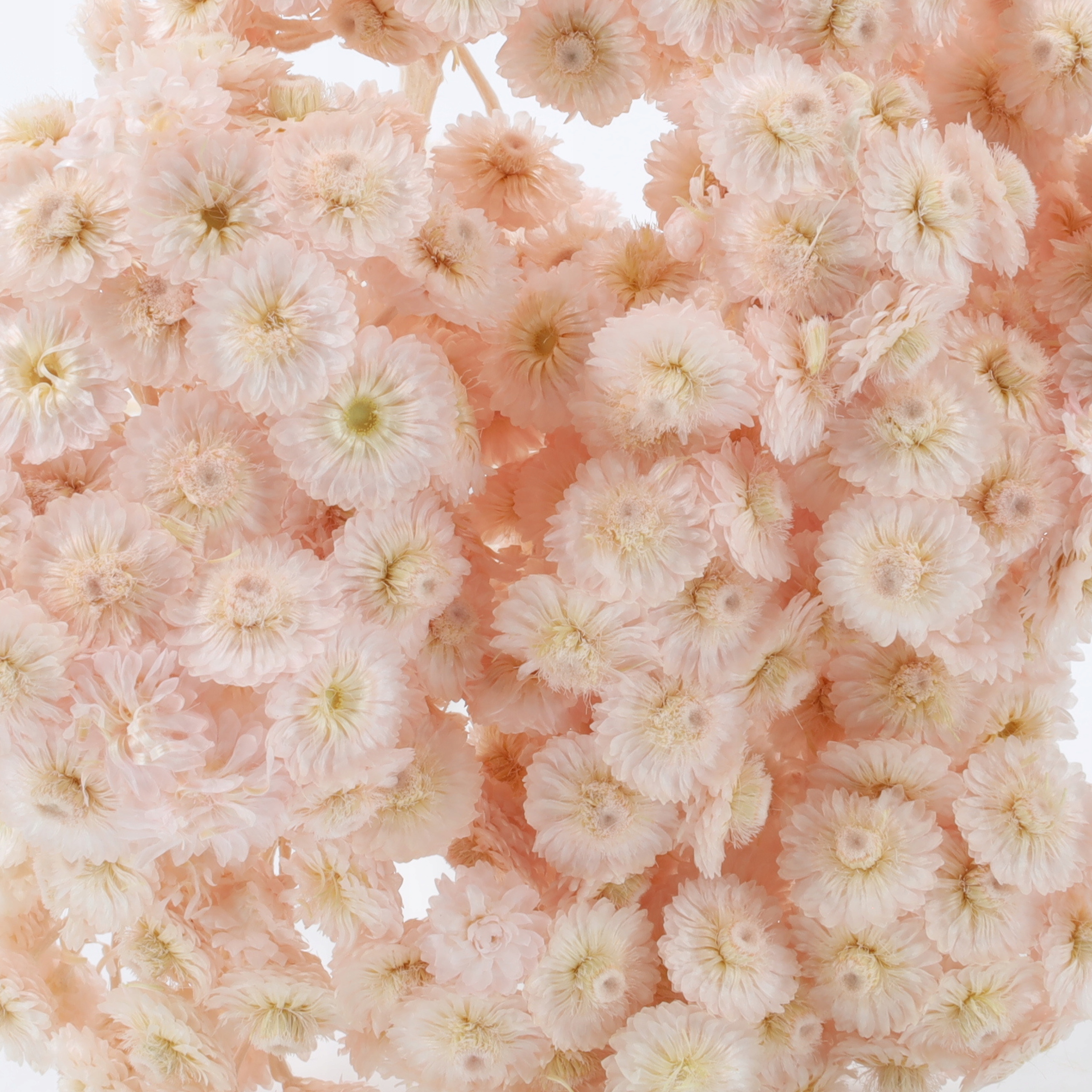 Kocanka Suszona Włoska (Helichrysum italicum) - Róż Perłowy Marka inna