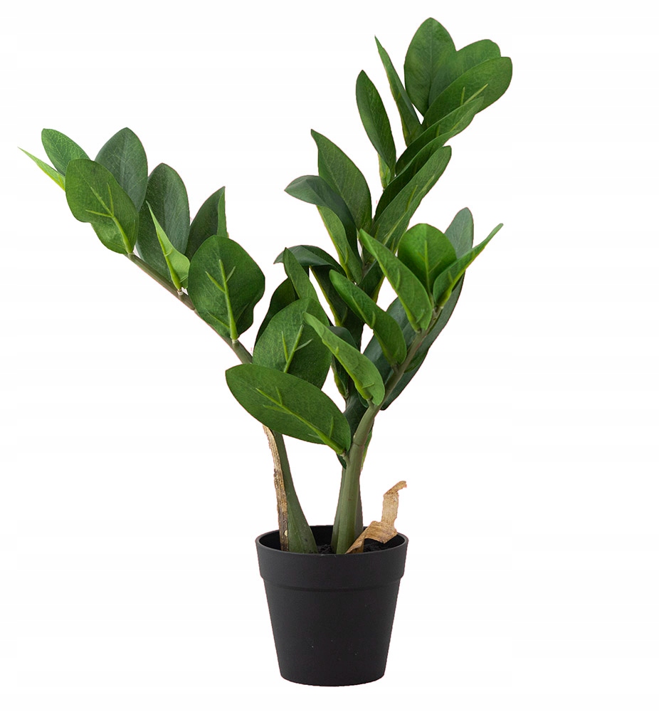 

Sztuczny Kwiat Zamiokulkas wys. 45cm