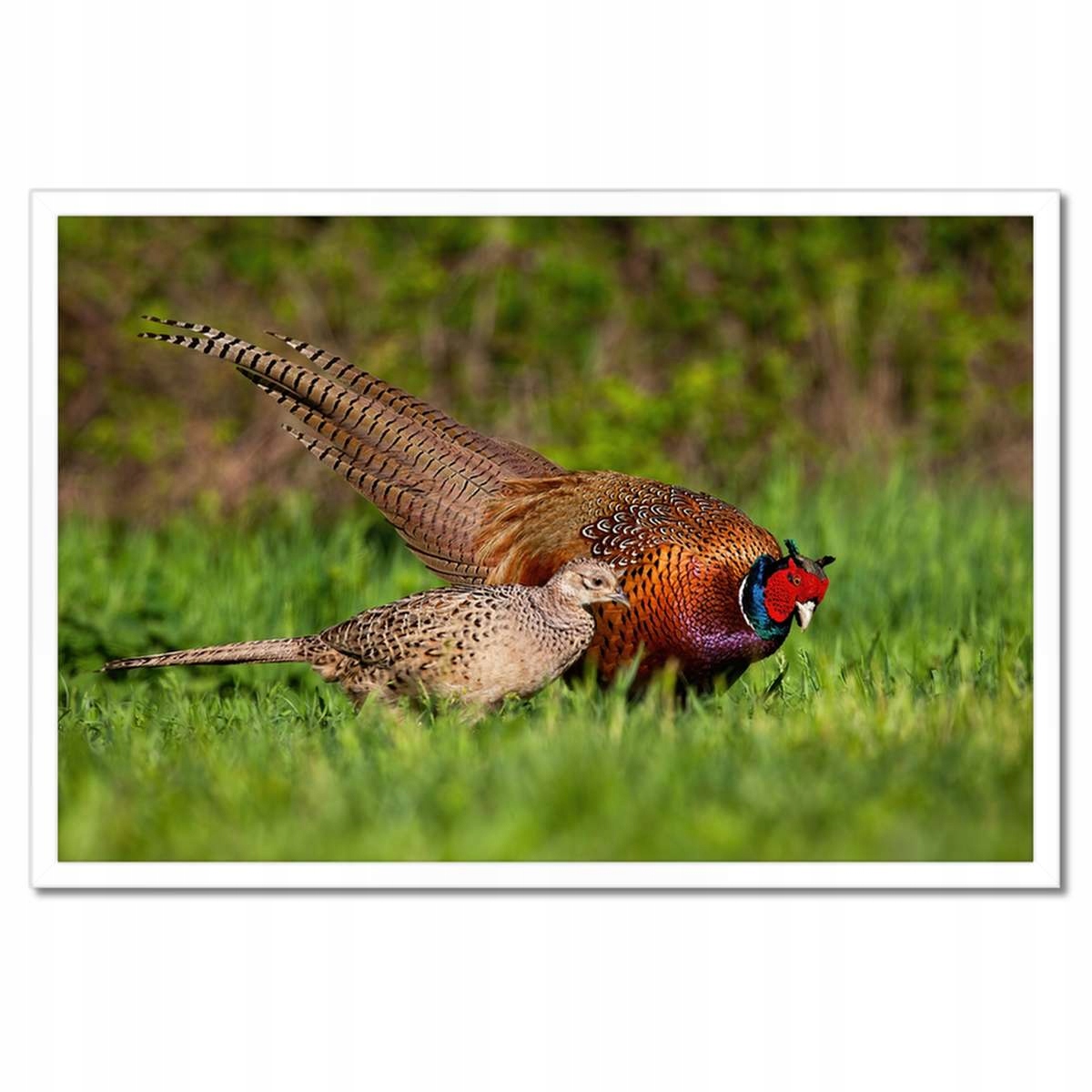 Plakáty v rámu 60x40 Rodina bažantů Ptáci