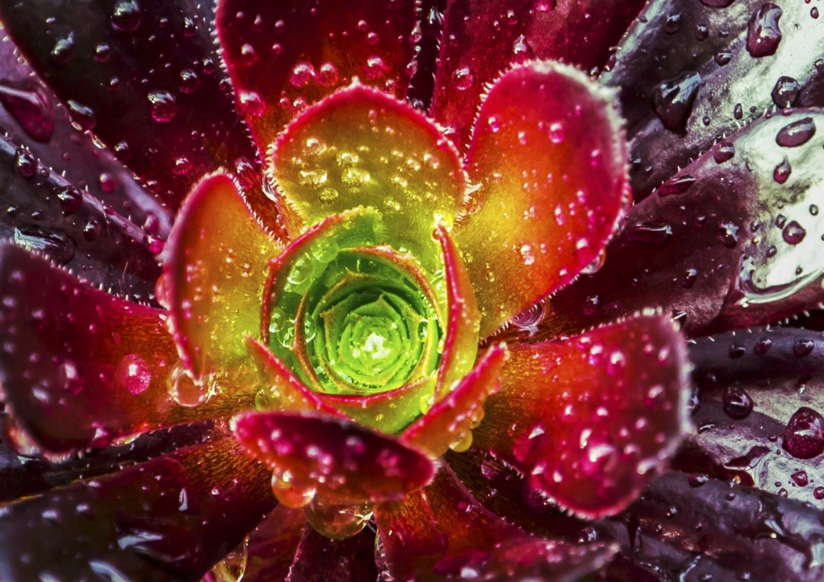 

Tapeta flizelinowa Kwiat Czerwony 208x146