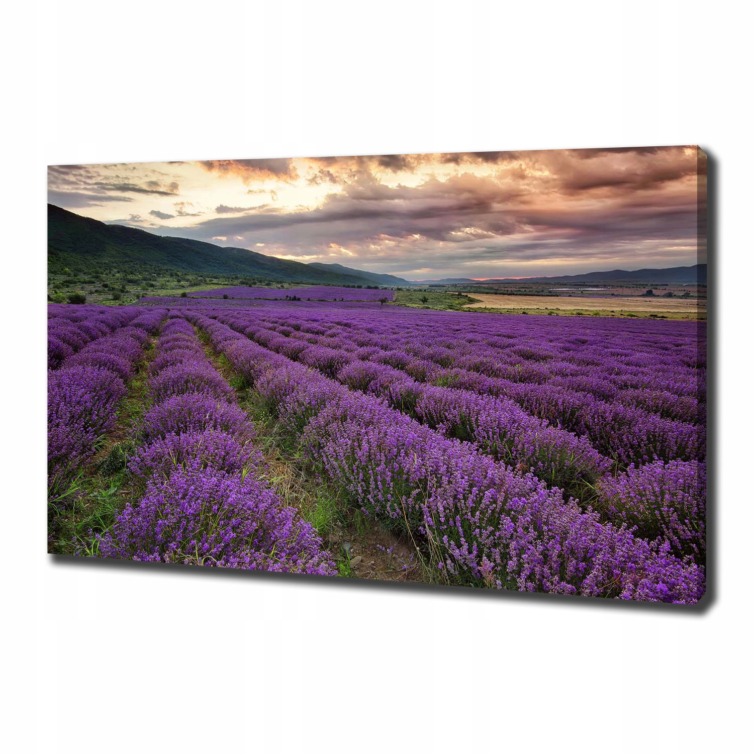 

Duży foto obraz na płótnie Pole lawendy 100x70 cm