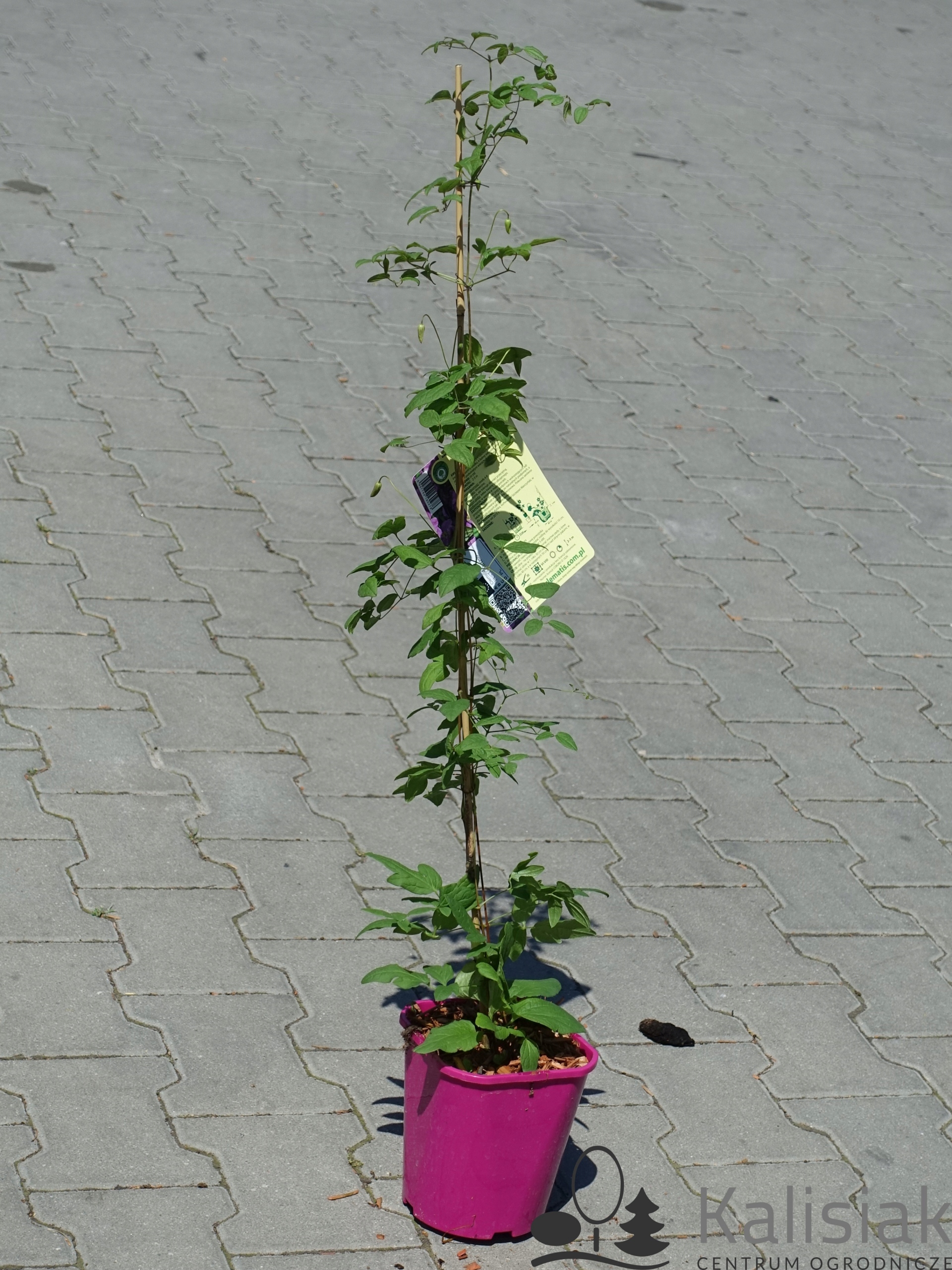 Clematis 'Mazurek' Powojnik 70-90 cm 2L