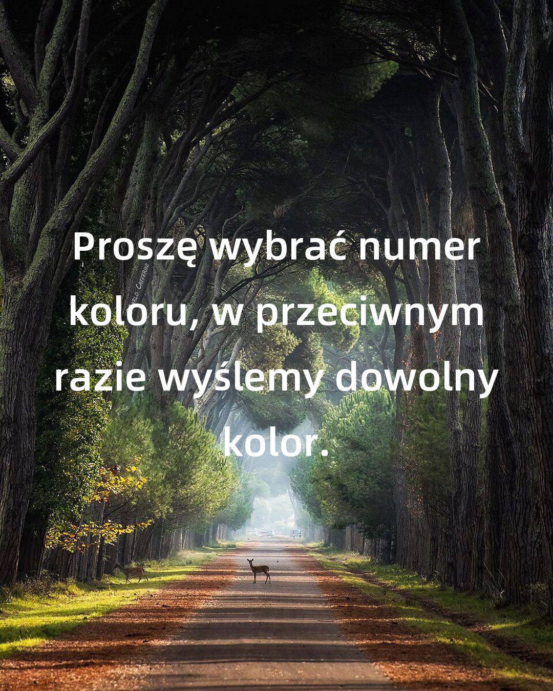 Samochodowy telefon komórkowy i półka na drobiazgi Rodzaj na kubki