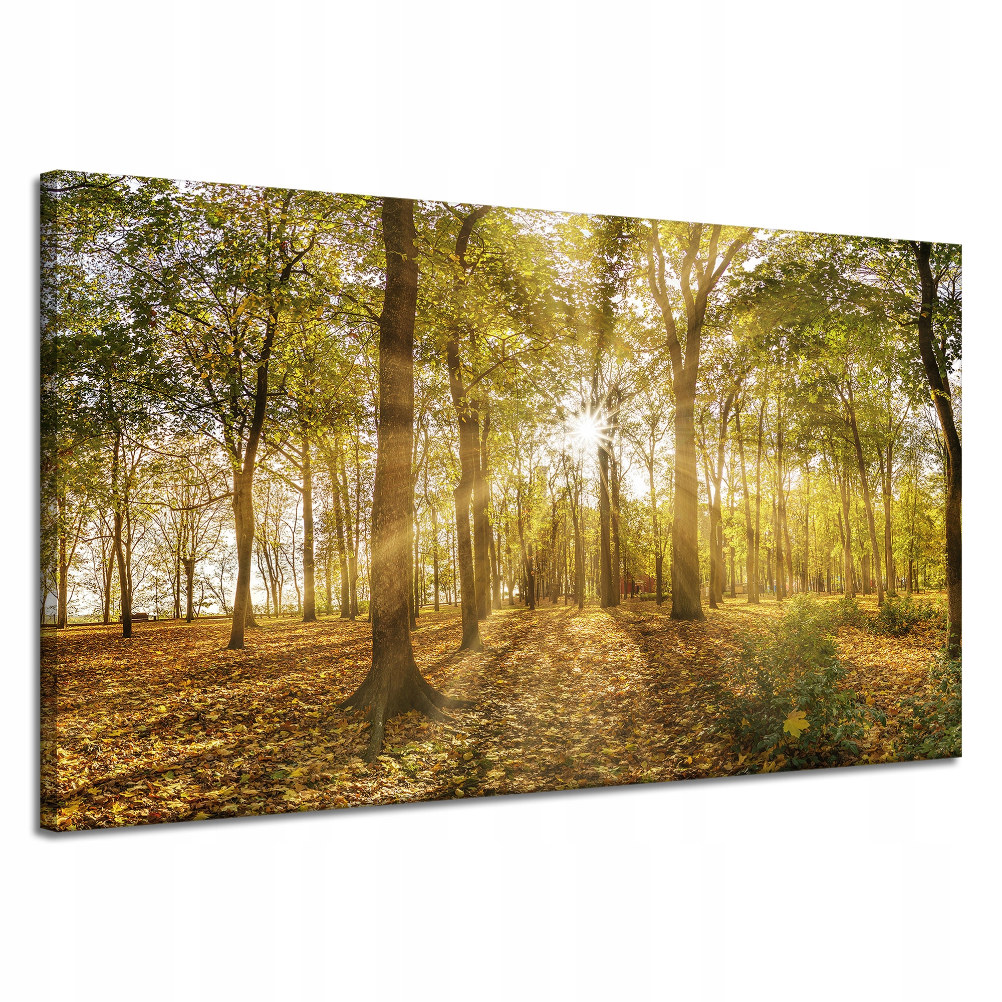 Obraz na plátně Slunce mezi stromy v lese 120x70 cm
