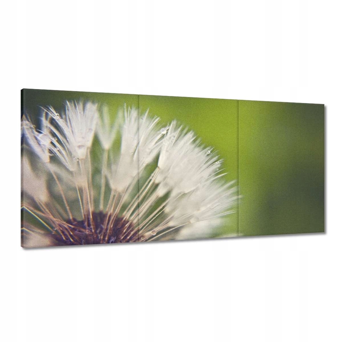 Obrazy 120x60 Pampeliška Květ Květiny