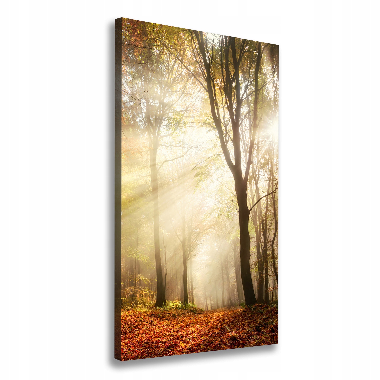 

Foto obraz canvas do salonu Las jesienią 50x100