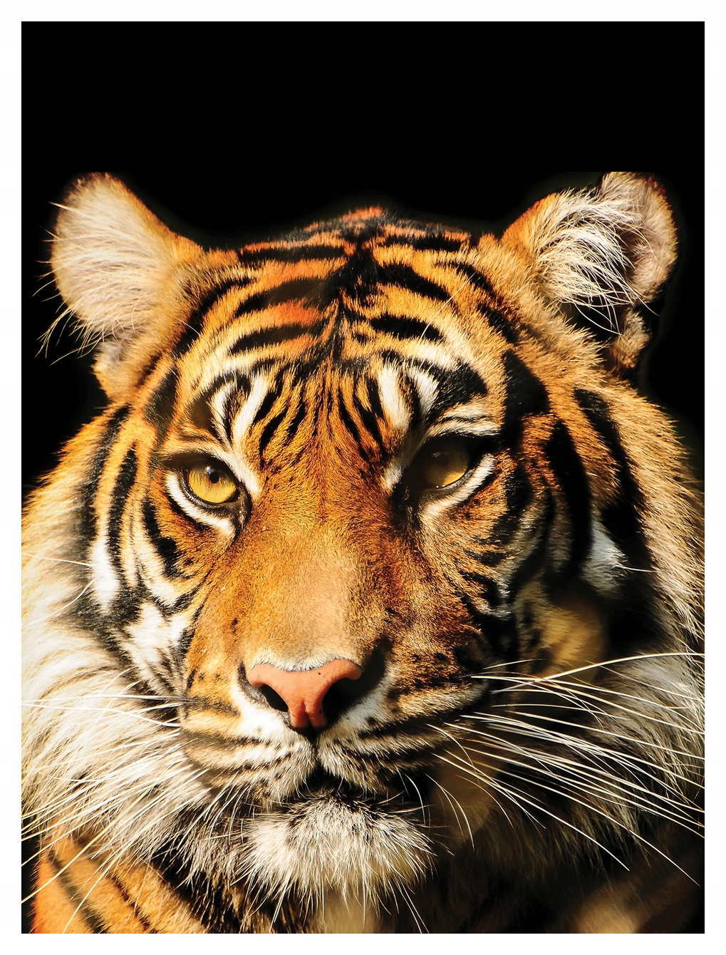 Fototapeta Tygr Síla a majestát přírody divoké kočky 206x275 lepidlo