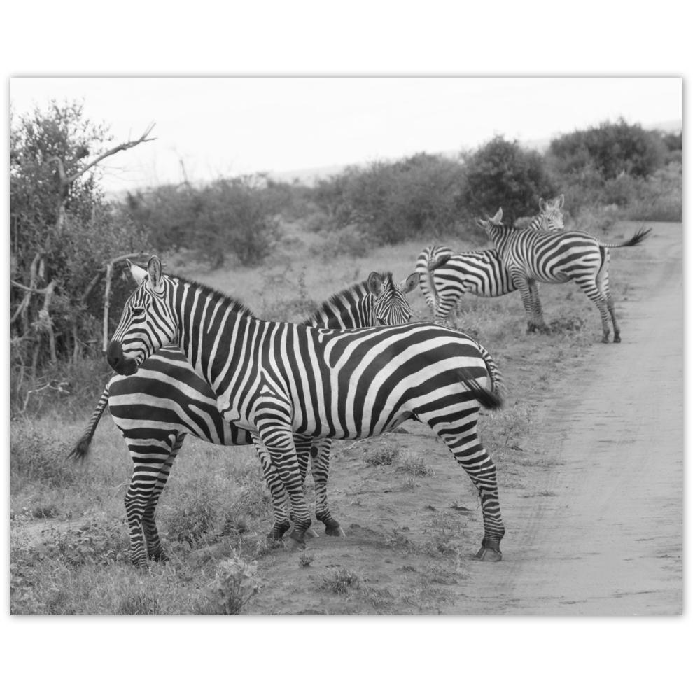 

Plakat 50x40 Zebra