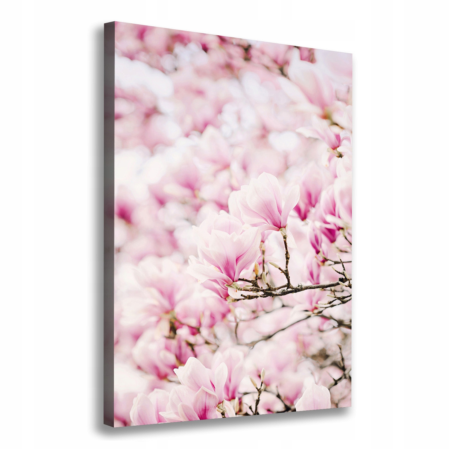 

Foto obraz na płótnie Kwiaty magnolii 70x100 cm