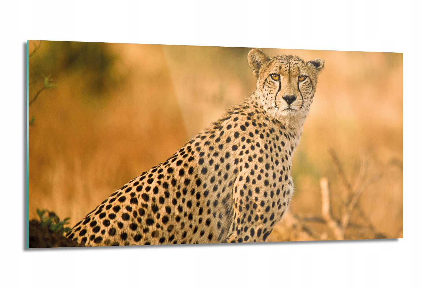panel do kuchyne zo skla Gepard mačka 100x50 s fotografiou