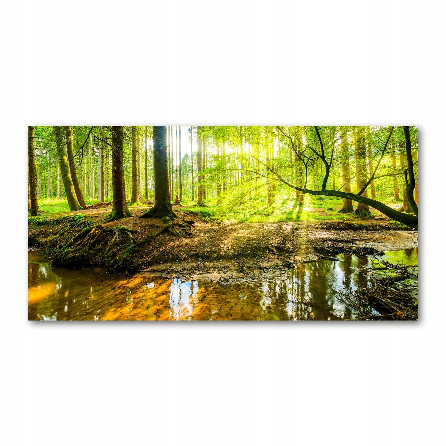 

Foto obraz szkło akryl Sadzawka w lesie 120X60 cm
