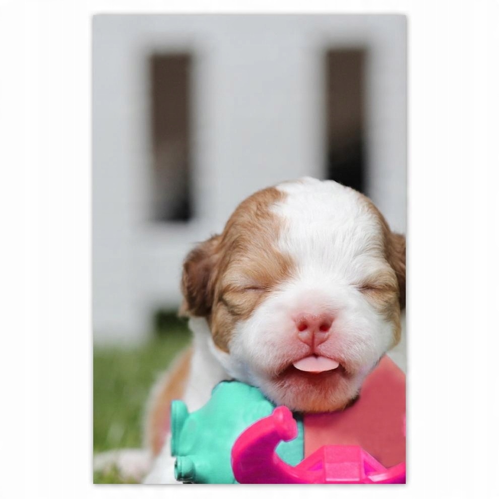 

Plakat 62x93 Chihuahua