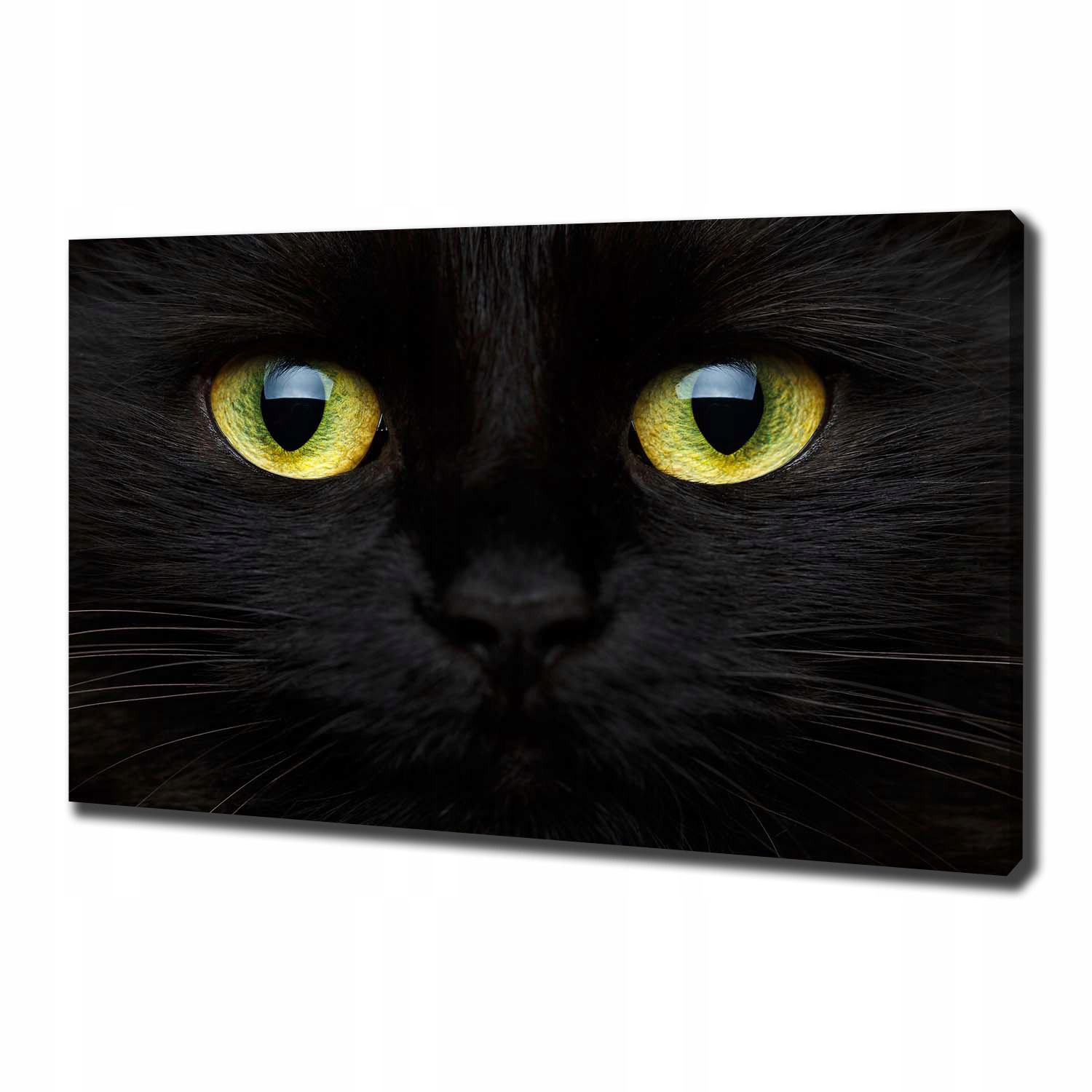 

Foto obraz canvas na ścianę Kocie oczy 100x70 cm