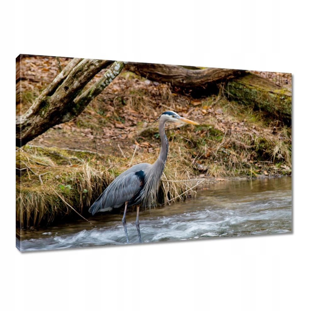 

Obrazy 90x60 Czapla ptak Pejzaż Widok