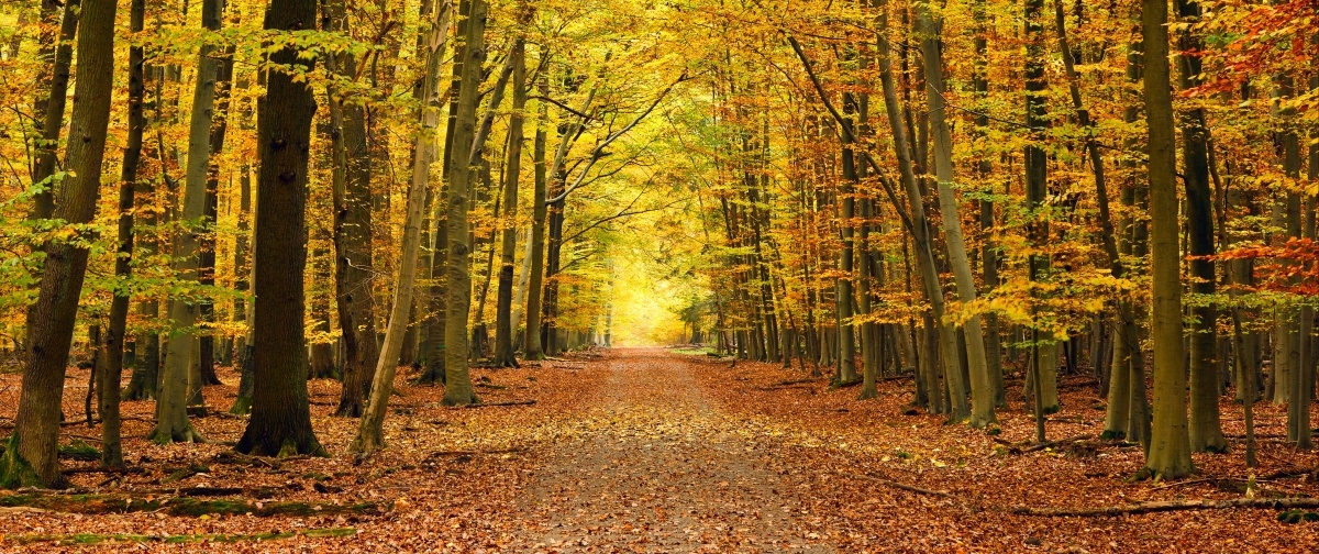 

Fototapeta Flizelinowa Jesień alejka - 250x104