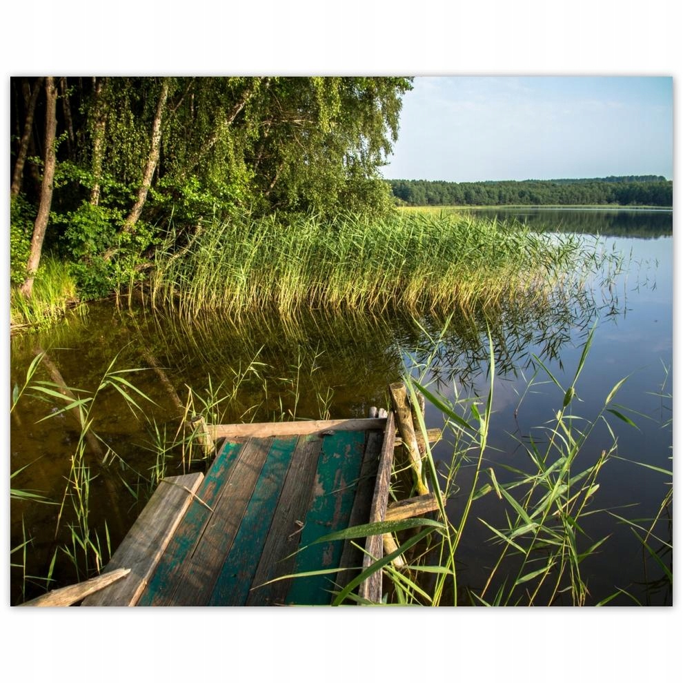 

Plakat 50x40 Szuwary