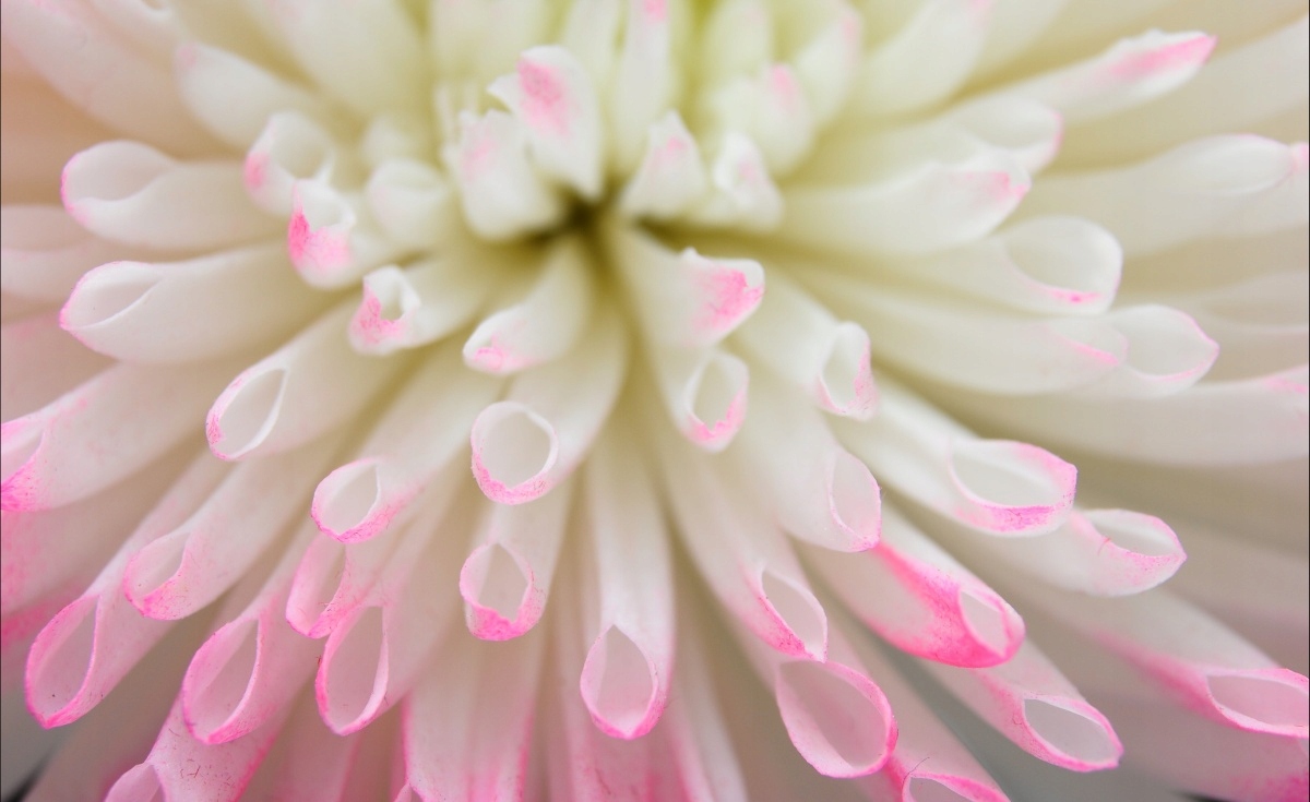 

Tapeta flizelinowa Biały aster 416x254