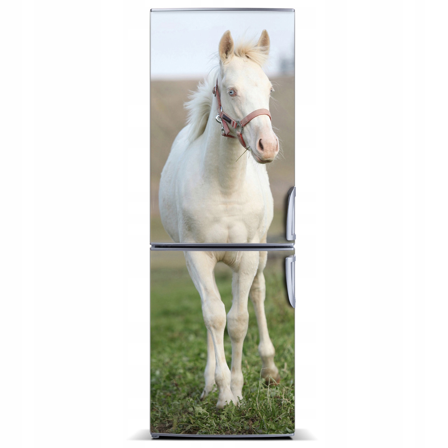 

Foto Magnes na lodówkę Koń albinos 60x180