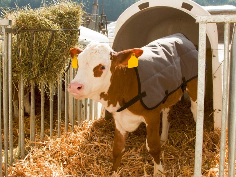 DERKA DLA CIELAKA RIPSTOPP DŁ. 70CM SZARA KERBL Długość (cm) 70 cm