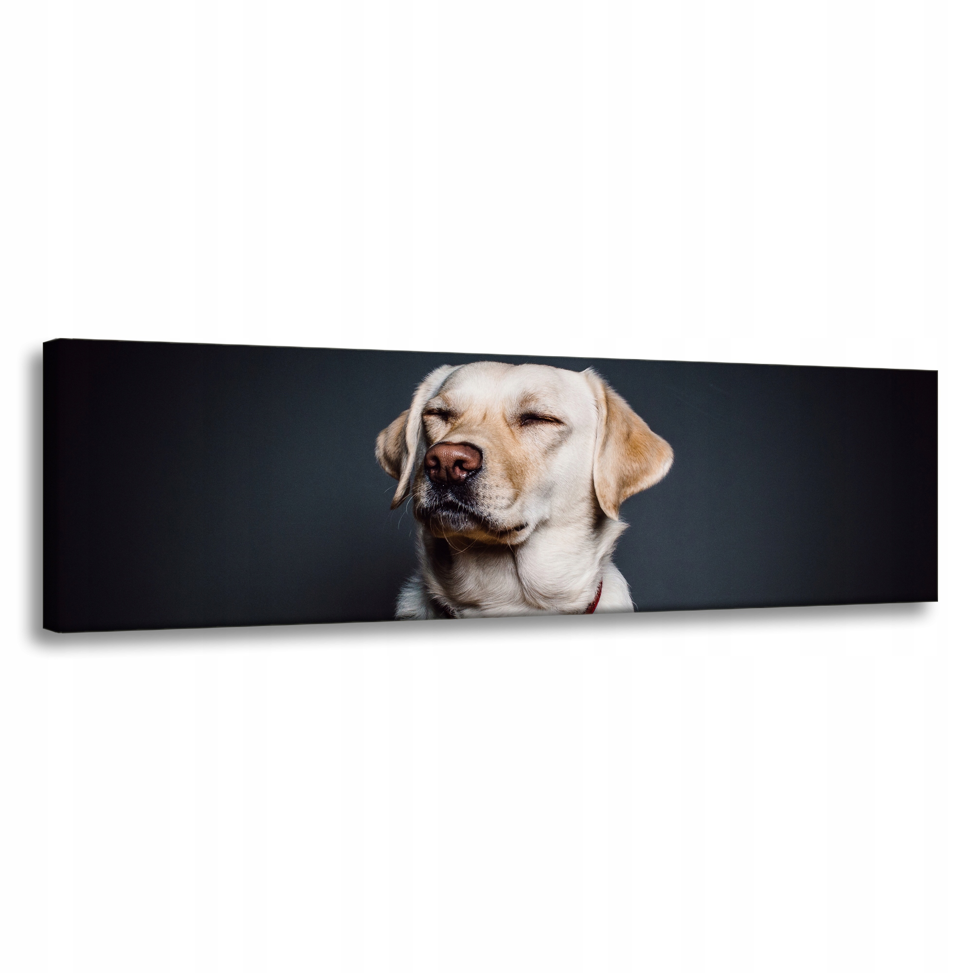 Obraz na plátně Zvířata Labrador 135 x 45 cm
