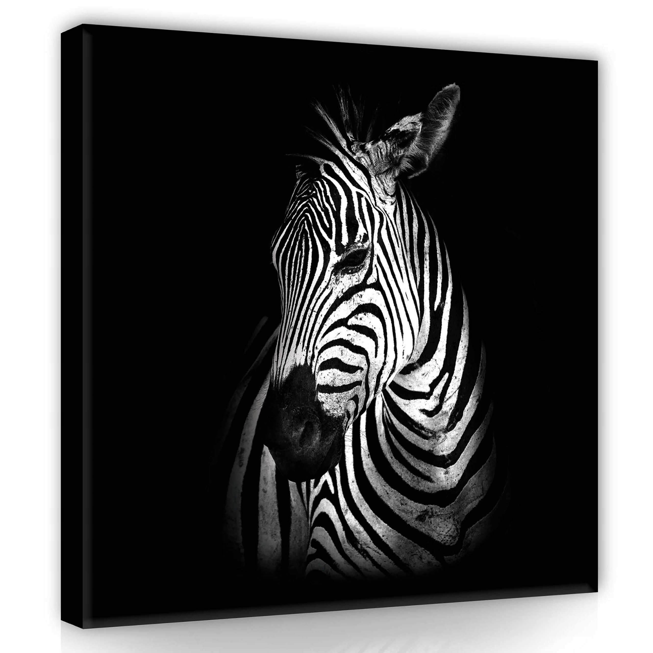 Obraz 80x80 Zebra černobílý portrét divoká příroda pruhy monochrom