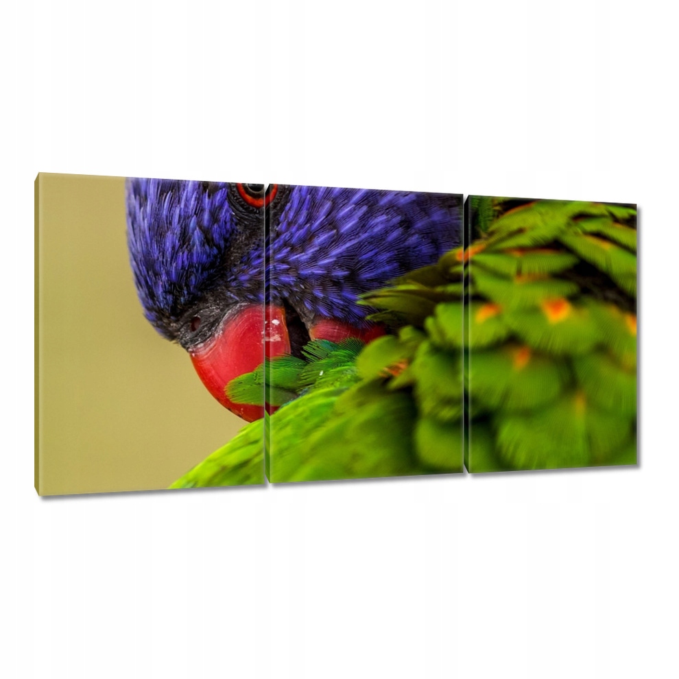 

Obrazy 120x60 Papugi Papużki Ptaszki