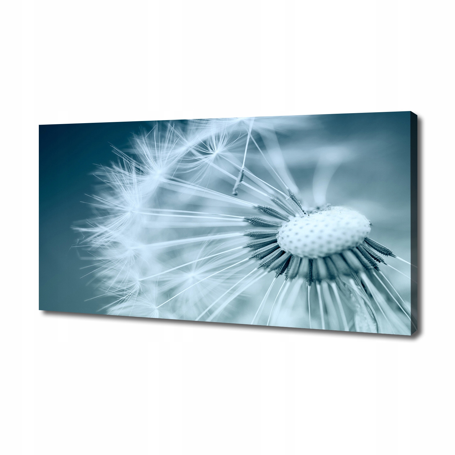 

Foto obraz canvas na ścianę Dmuchawiec 140x70 cm