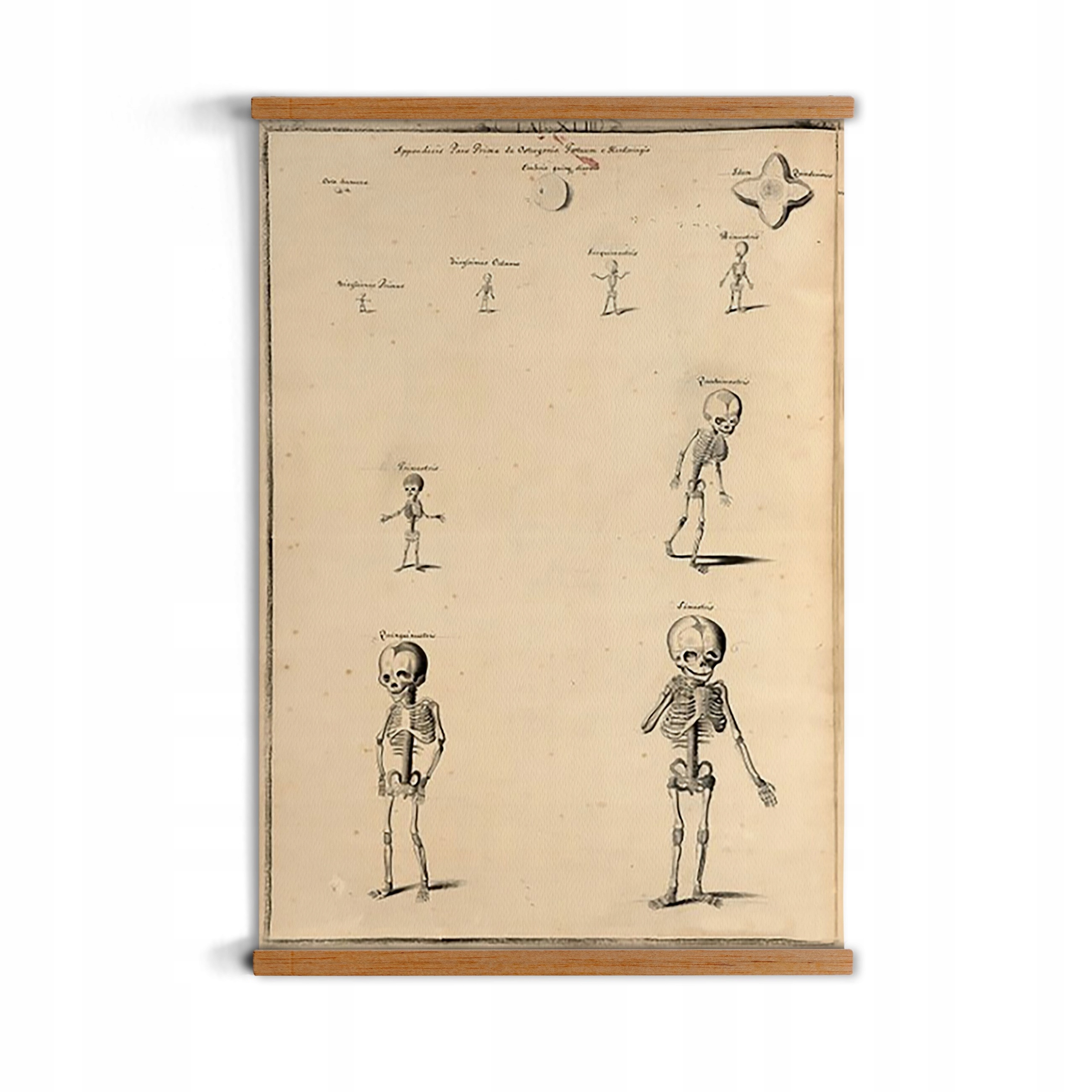 Fotherby Kostra grafika s přívěskem A3 vintage