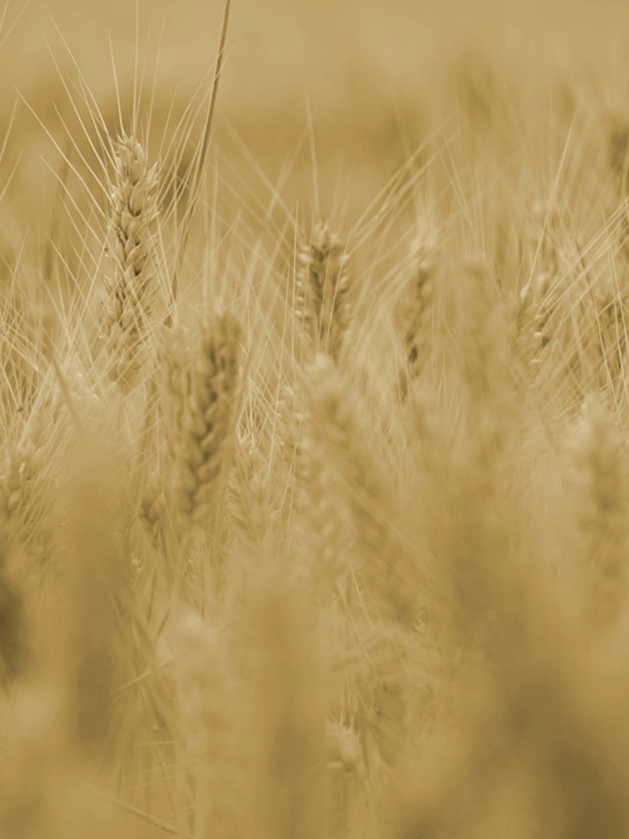 ACTELLIC 20-FU (ŚWIECA) Pojemność 0.09 l