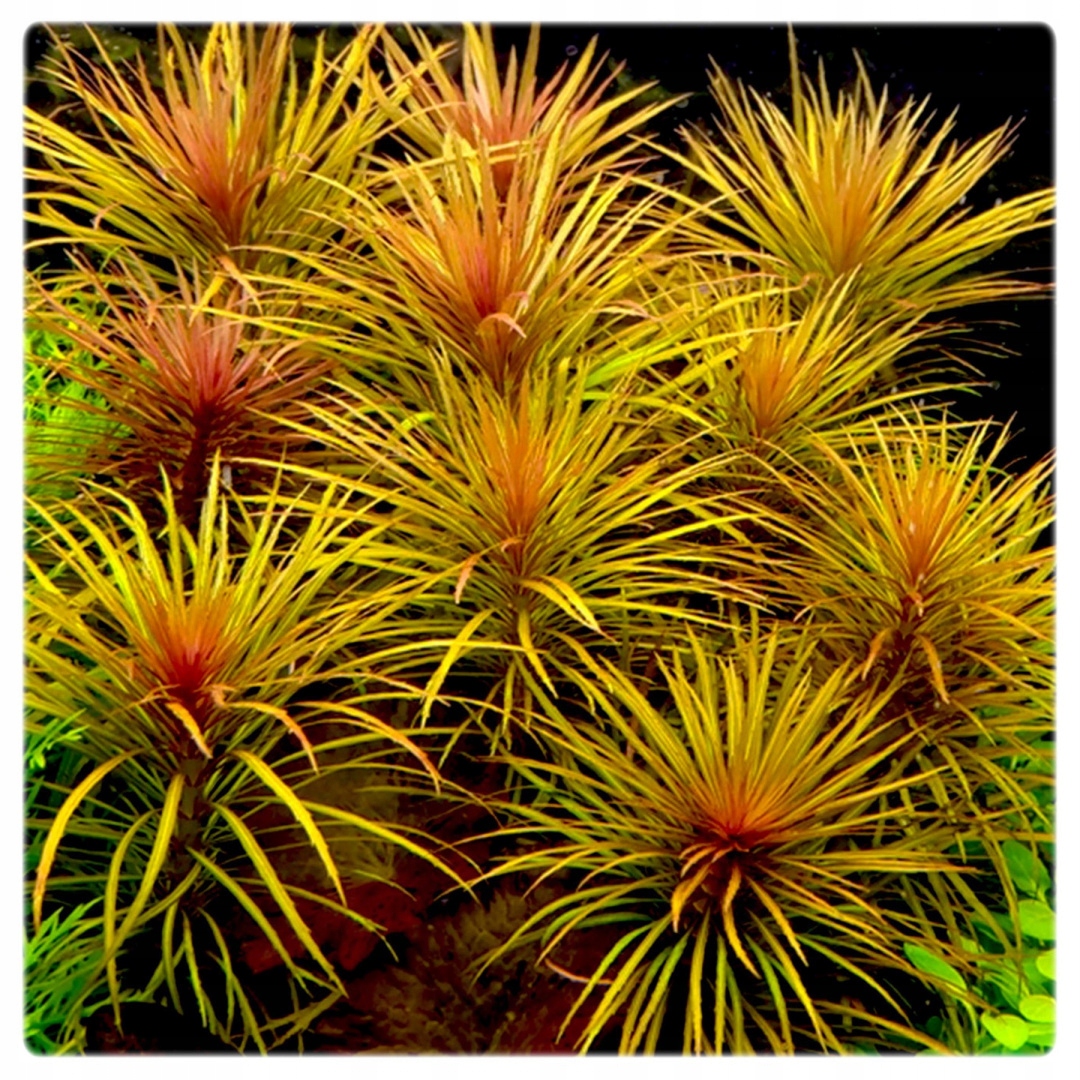 Pogostemon stellata (Eustralis stellata) TROPICA (koszyk)