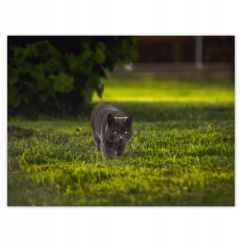 

Plakat 40x30 Kotek Kotki Koty Kicia
