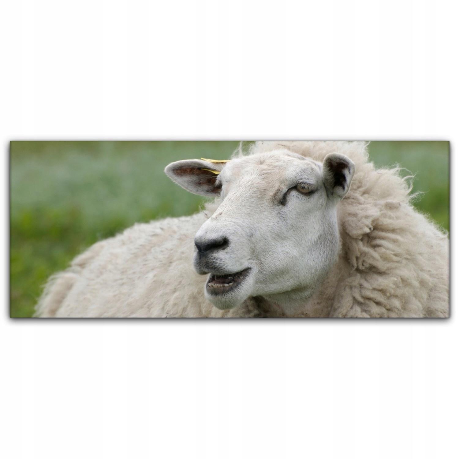 

Obraz Canvas dekoracja 125x50 Owca Zwierzę Farma