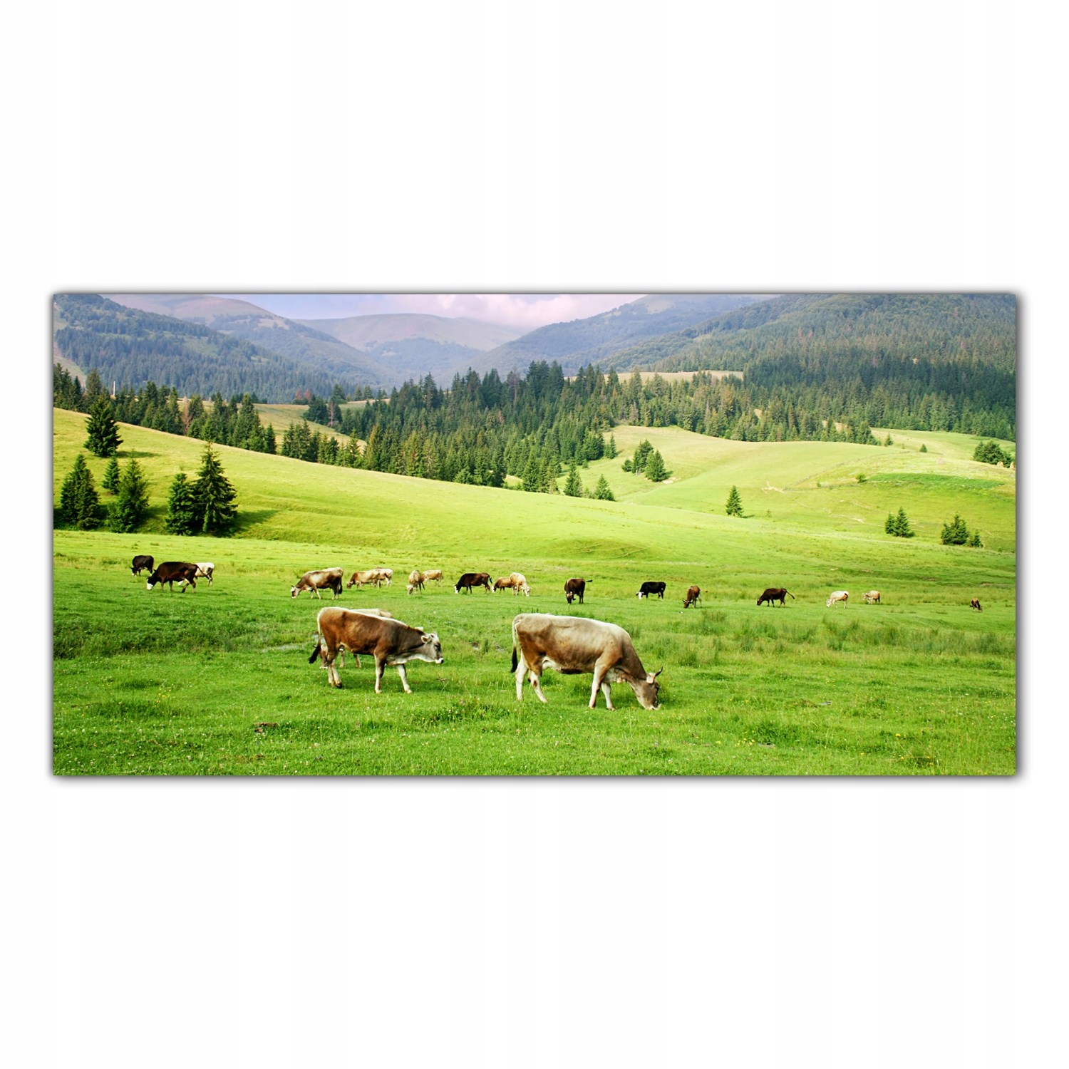 

Obraz na szkle Foto Pole Krowy Zwierzęta 140x70