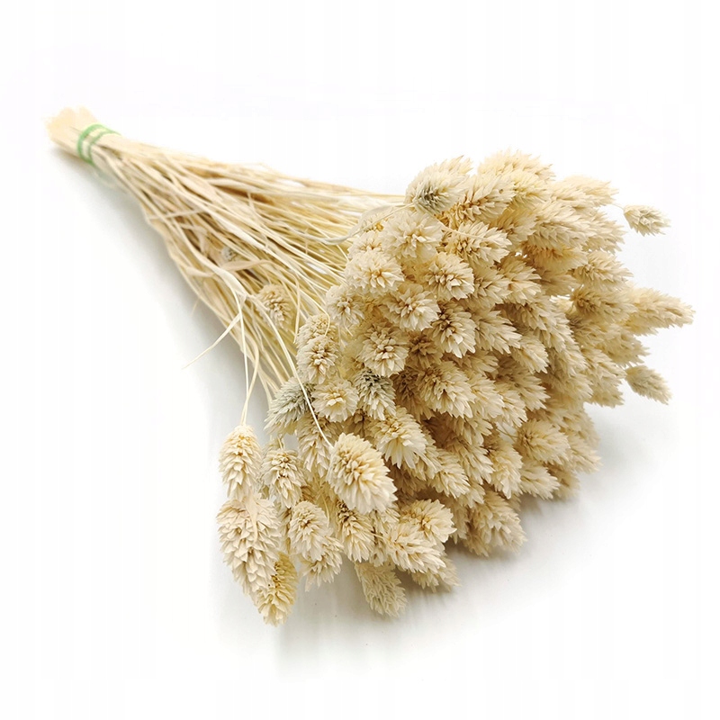 

Phalaris Bielony Mozga kanaryjska, kanar, boho~190