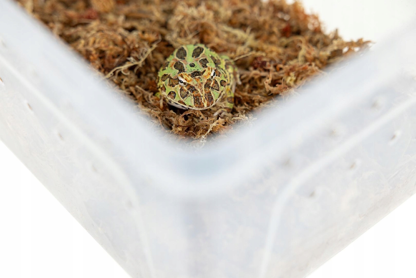 Chovatelský kontejner Breeding Box s plošinou 27 cm