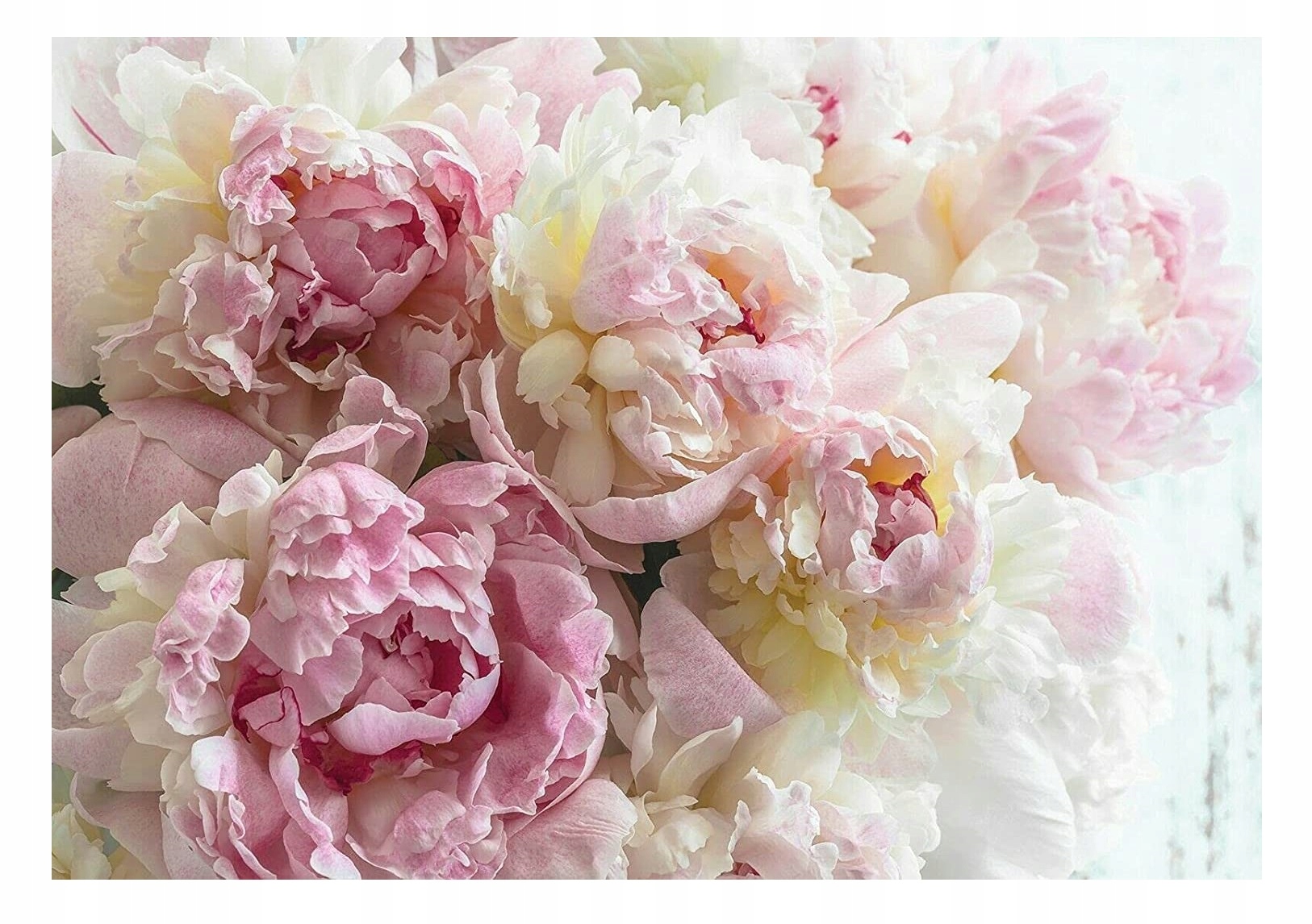 Fototapeta do Ložnice 3D Květiny Pivoňky 312x219