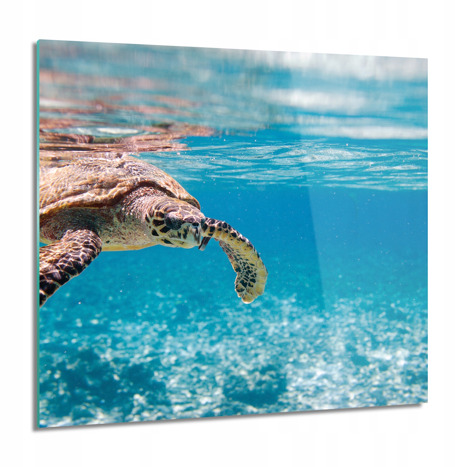 Korytnačka oceán more do kuchyne Obraz na skle 60x60