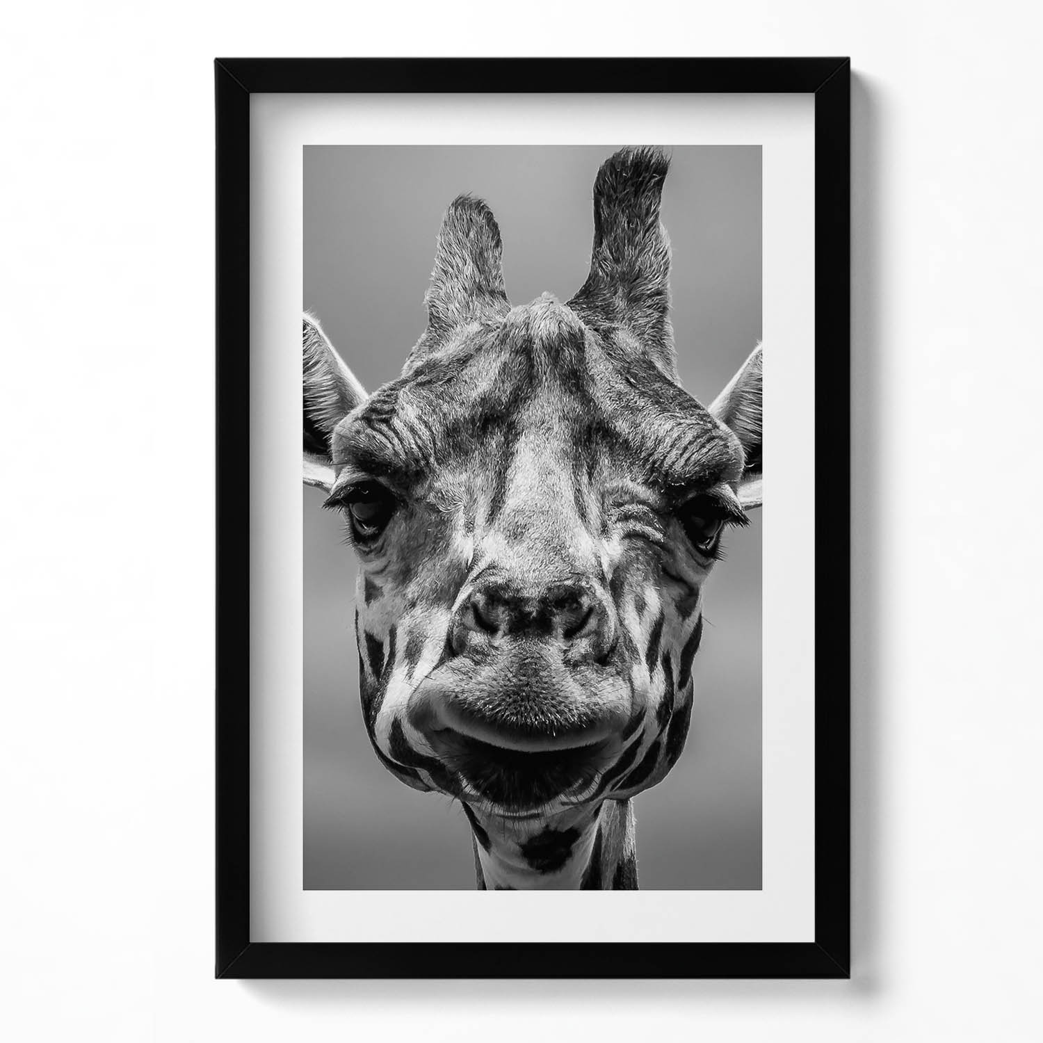 Nástěnný obraz v černém rámu s grafikou Černobílá hlava žirafy 40x60 cm