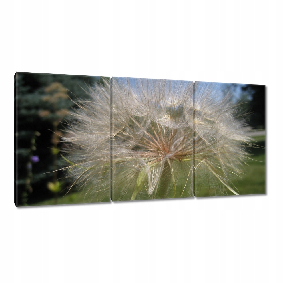 

Obrazy 120x60 Dmuchawiec Kwiat Kwiatki