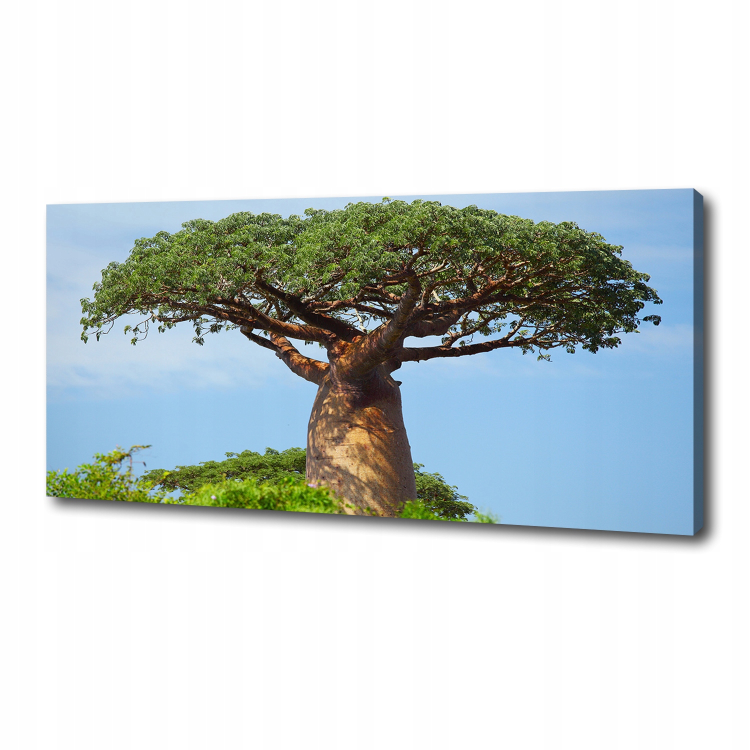 Fotoobraz velký canvas na zeď Baobab 125x50 cm