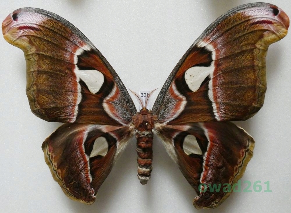 Attacus lorquinii C. & R. Felder, 1861 samica ex. pupa Filipiny 176mm33b