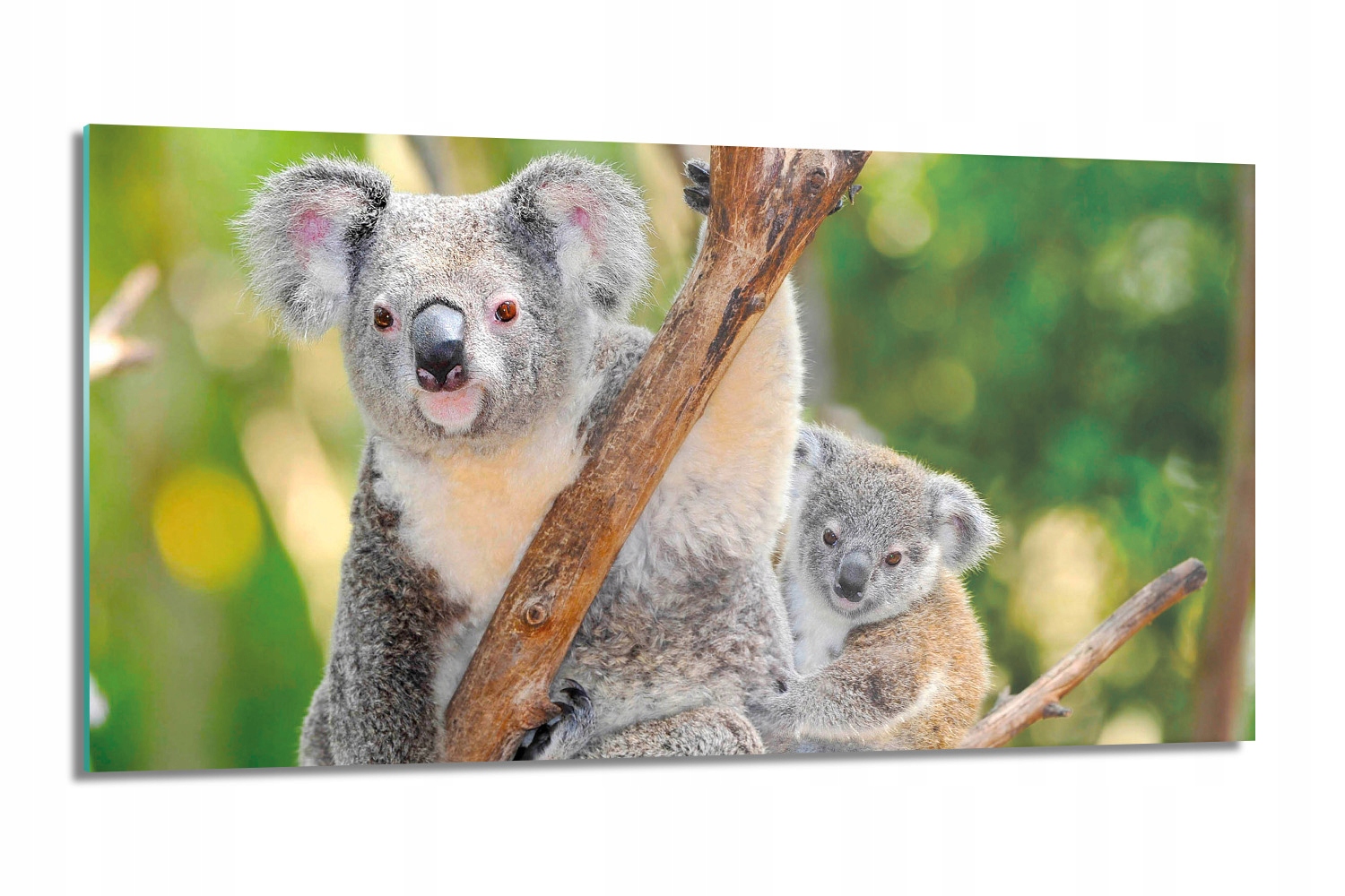 

panel do kuchni Rodzina koala drzewo 100x50 z foto
