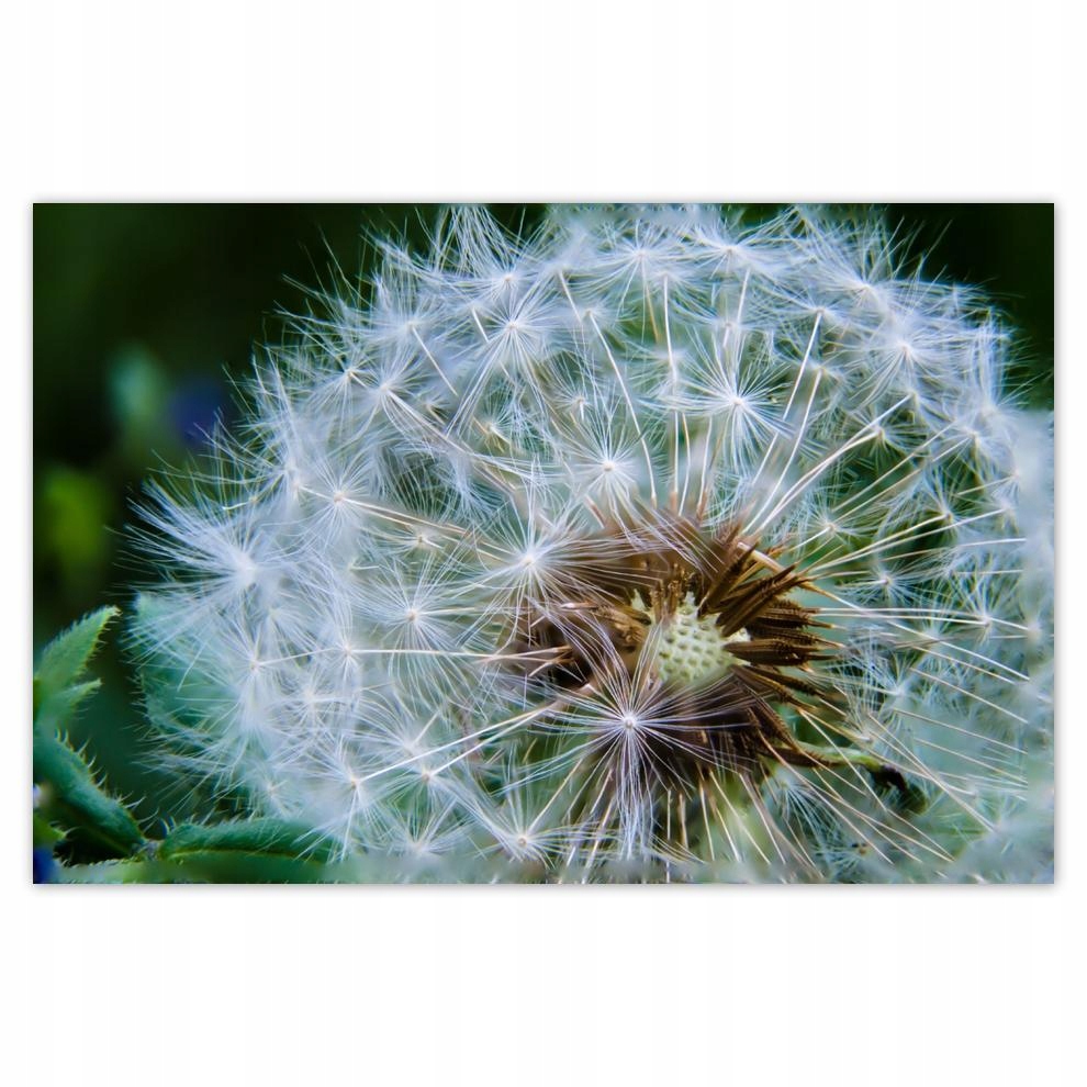 

Plakat 93x62 Dmuchawiec Kwiat Kwiatki